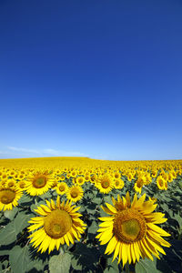 Scenic view of sunflower field against clear blue sky