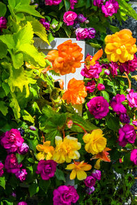 Close-up of purple flowering plants