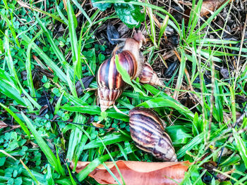 High angle view of snail on land