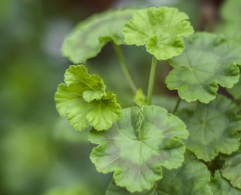 Close-up of green leaves