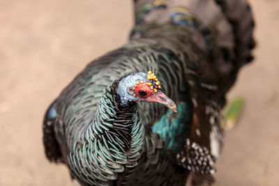 Close-up of bird