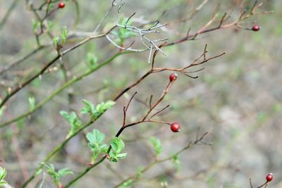 Close-up of red berries growing on tree