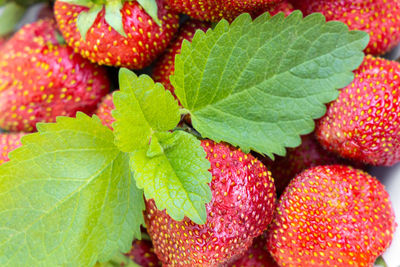 Close-up of strawberries on plant