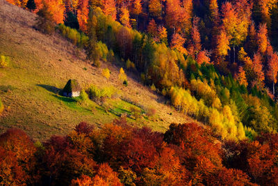 High angle view of trees during autumn