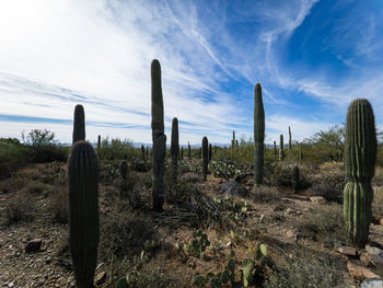 Trees on field against sky