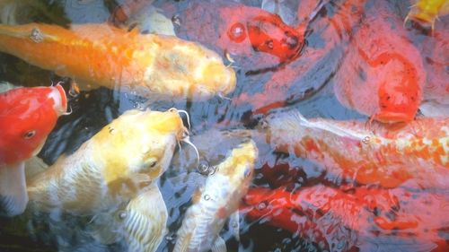 Koi fish in water