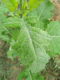 Close-up of wet plant