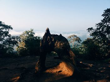 View of a horse on rock