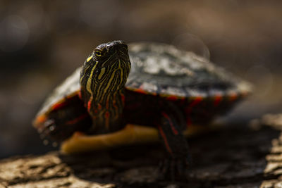 A painted turtle soaks up the sun in a pond. chrysemys picta