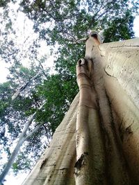 Low angle view of horse on tree against sky