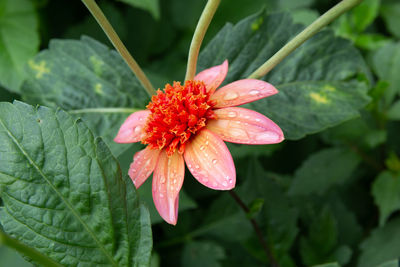 Close-up of red flower on leaves