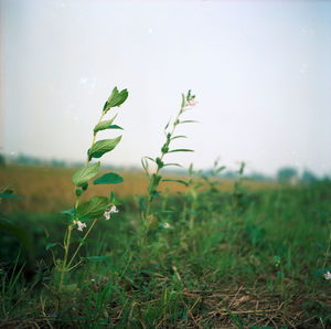 Close-up of fresh green plant on field against sky