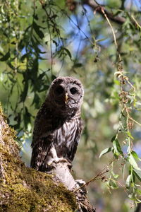 Close-up of owl perching on tree trunk