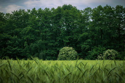 Scenic view of trees growing on field