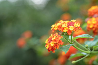 Close-up of orange flowering plant