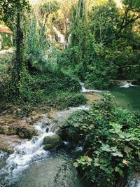 Scenic view of stream in forest