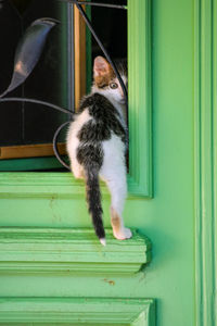 Cat looking away on door