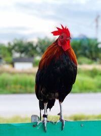 Close-up of a bird