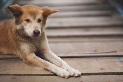 Close-up of dog resting on wooden floor