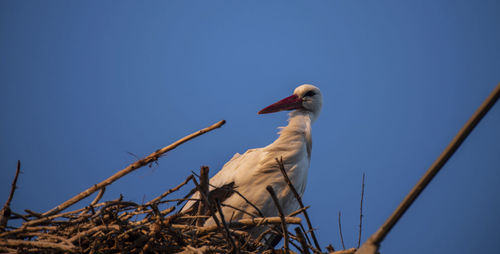 Low angle view of bird perching on plant against clear sky