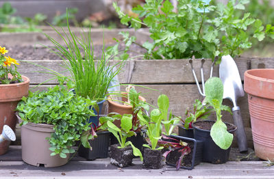 Vegetable seedlings and aromatic plant with gardening equipment on a plank in a garden