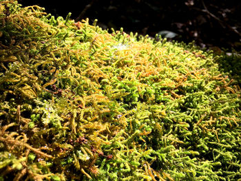 High angle view of plants growing on field