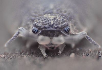 Macro shot of crab on sand