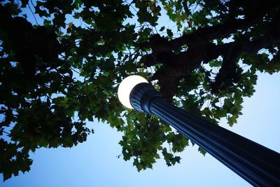 Low angle view of tree against sky