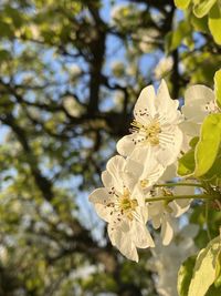 Close-up of white cherry blossom tree