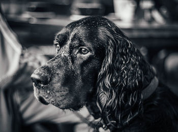 Close-up of gordon setter at home