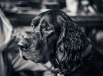 Close-up of dog looking away