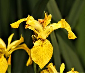 Close-up of yellow flowering plant