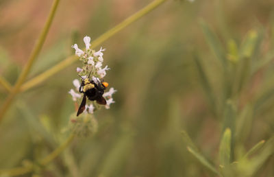 Close-up of bee pollinating on flower