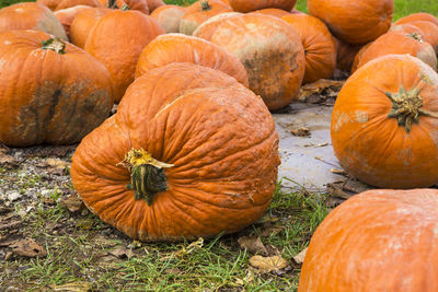 Pumpkins on the field in the countryside