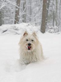 Portrait of dog standing on snow covered land