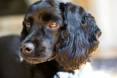 Close-up of dog