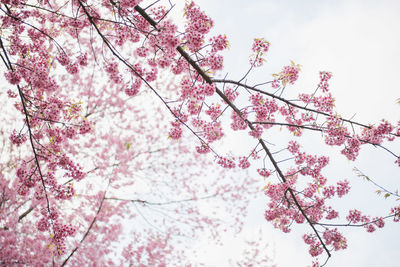 Low angle view of cherry blossoms in spring