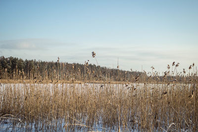 Plants on field against sky during winter