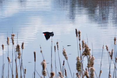 View of ducks swimming in lake