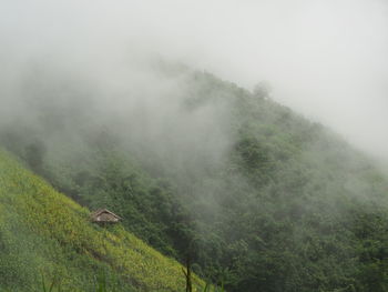 Scenic view of trees on field against sky