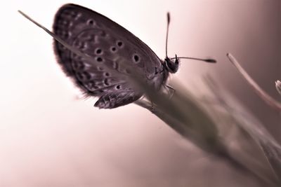 Close-up of butterfly