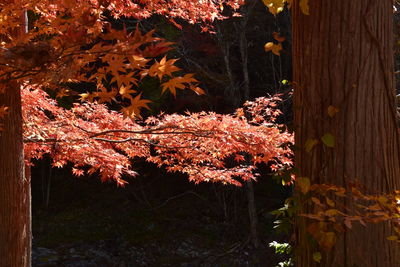 Autumn leaves on a tree