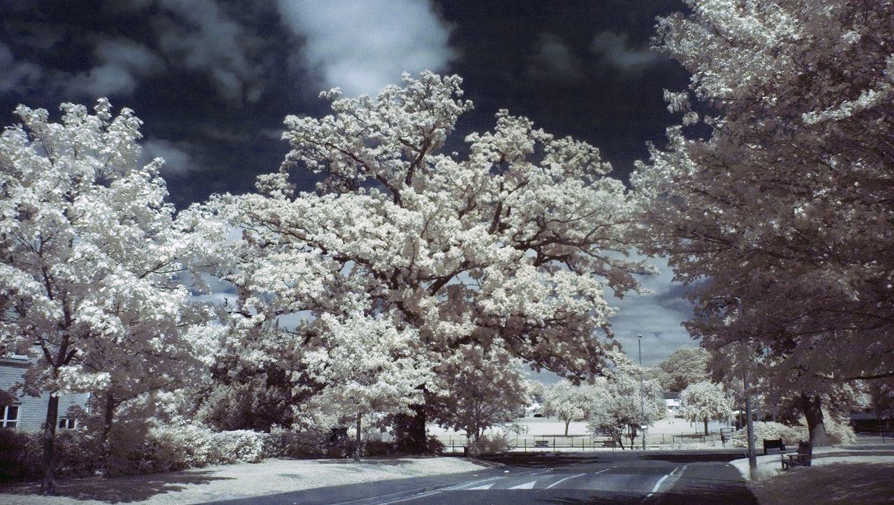 VIEW OF CHERRY TREES BY ROAD