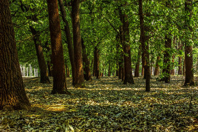 Trees in forest