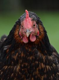 Close-up of rooster