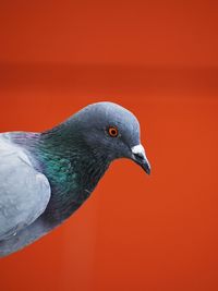 Close-up of pigeon