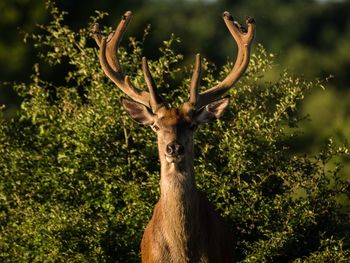 Portrait of red deer in forest