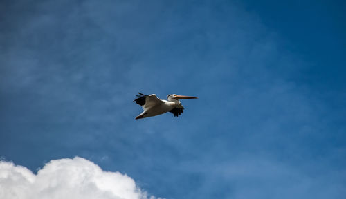 Low angle view of pelican flying against clear sky