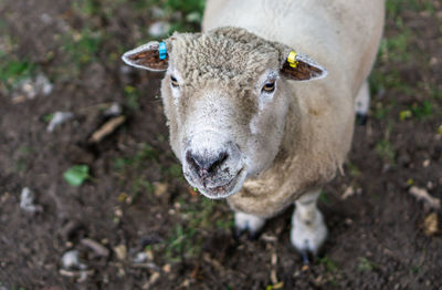 High angle portrait of a sheep in a field 