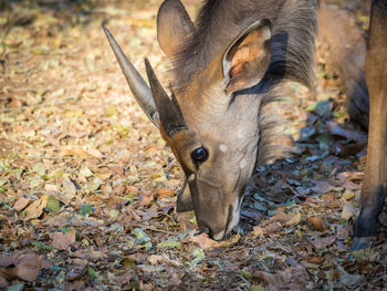 Close-up portrait of young nyala antelope grazing in 